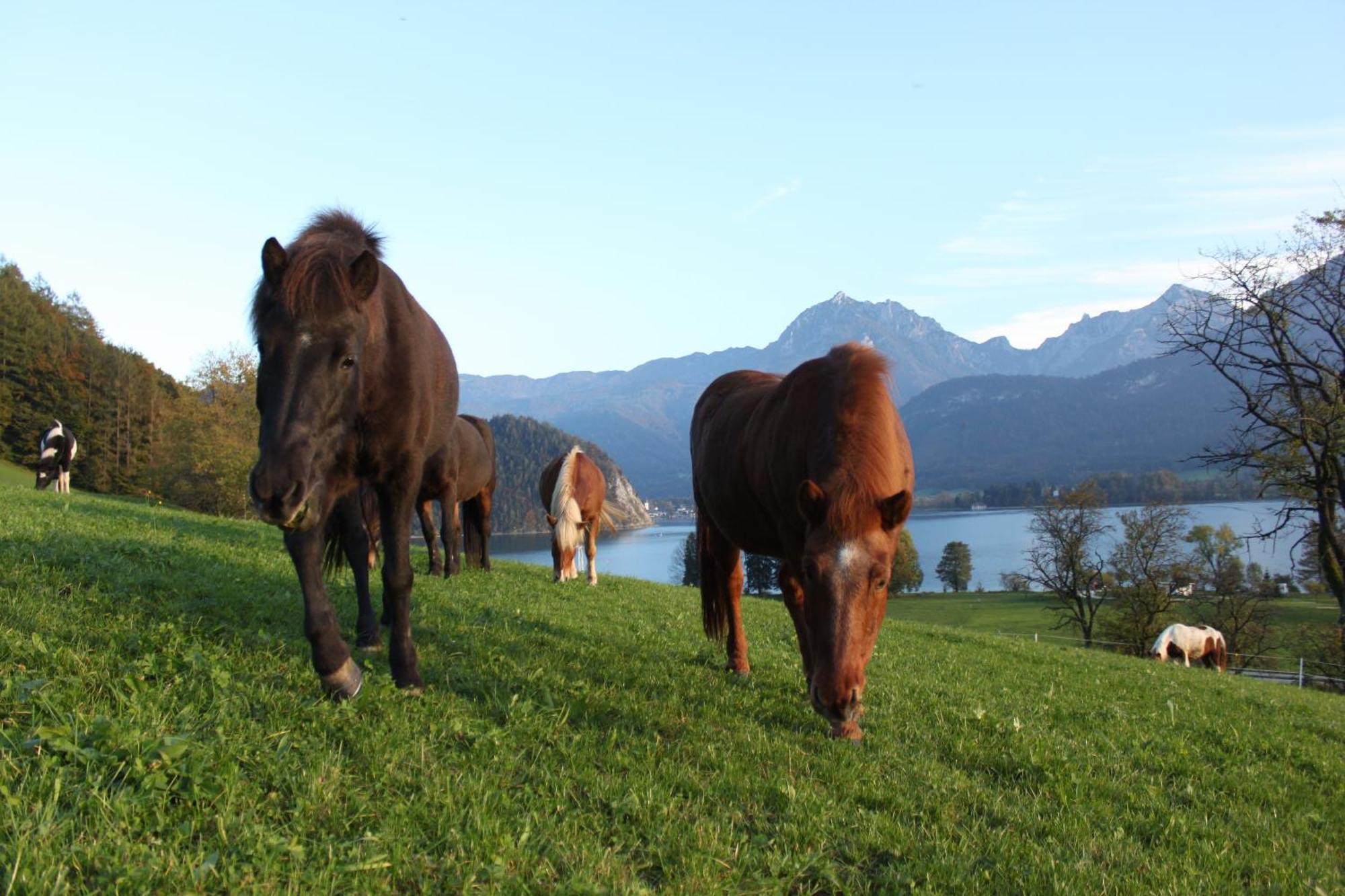 Вилла Reiterhof Suassbauer Sankt Wolfgang im Salzkammergut Экстерьер фото